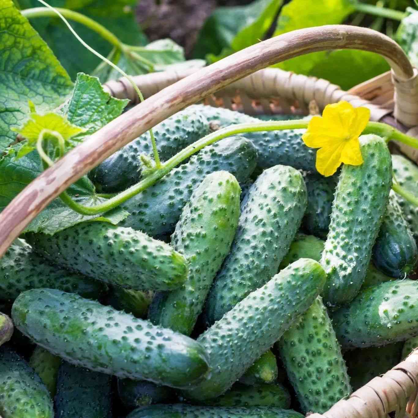 Seeds Coming for 2026 Growing Season